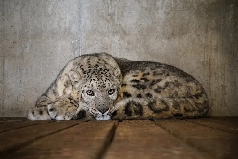 Tallinna loomaaeda kolis lumeleopard Otto III.