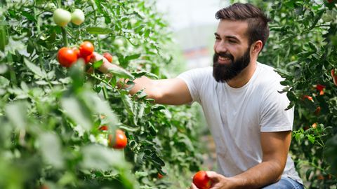 TOMATITRENDID ⟩ Loe, milliseid tomatisorte eestlased ostavad: ilma teevad üks vana ja kaks uut tegijat