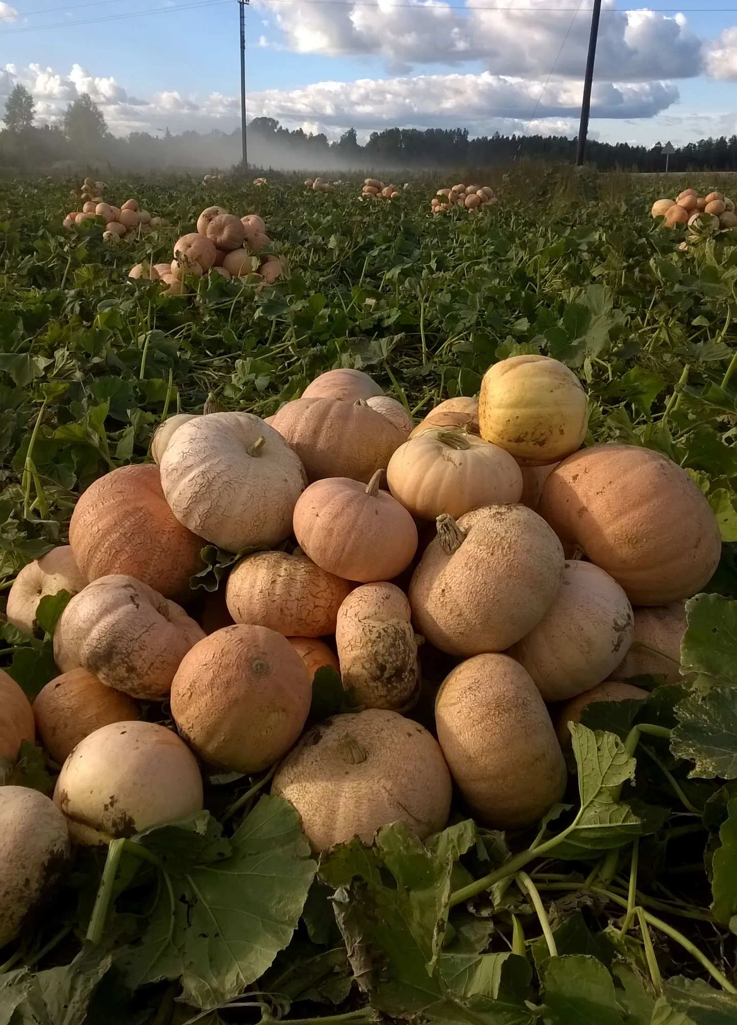 Artikli foto