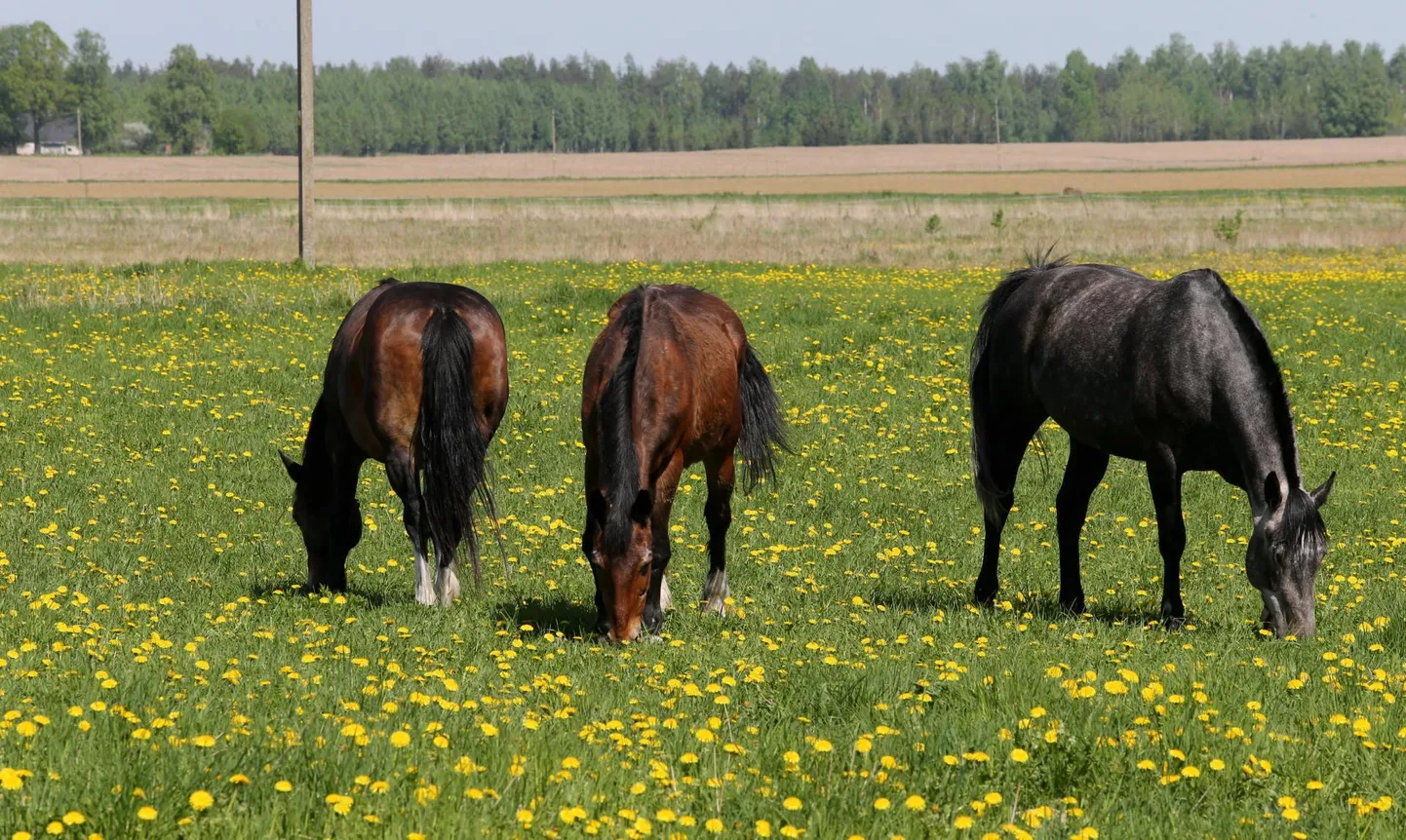 Politseinikel oli sel nädalavahetusel üks tavapäratu kohtumine, kui keset sõiduteed kõndis neile vastu kolm hobust. Fotol olevad hobused pole juhtumiga seotud.