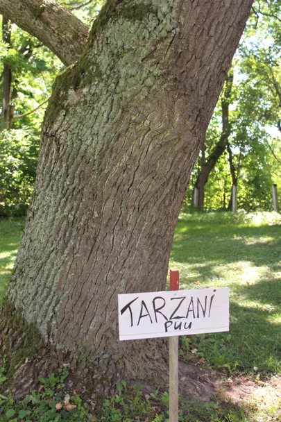 Võimas Tarzani tamm.