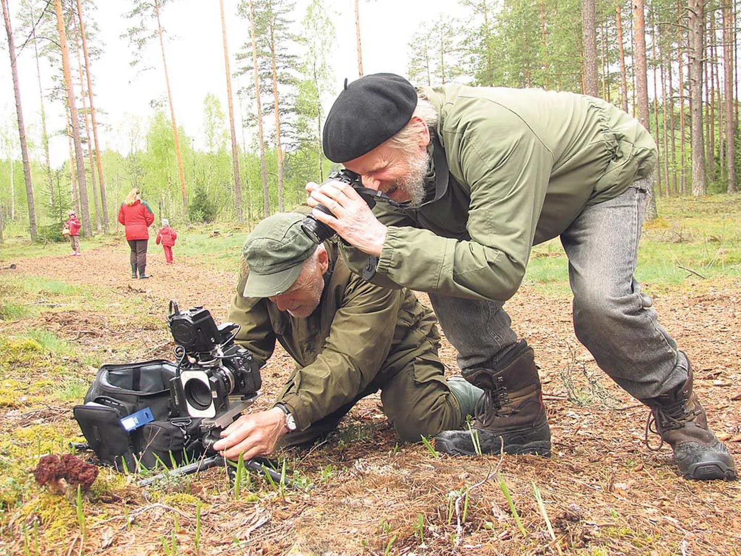 Mitme tunnustatud Eesti seeneraamatu autorid harrastusmükoloog Vello Liiv (vasakul) ja bioloogiadoktor Kuulo Kalamees Tihemetsas kasvavaid kevadisi kogritsaid pildistamas.