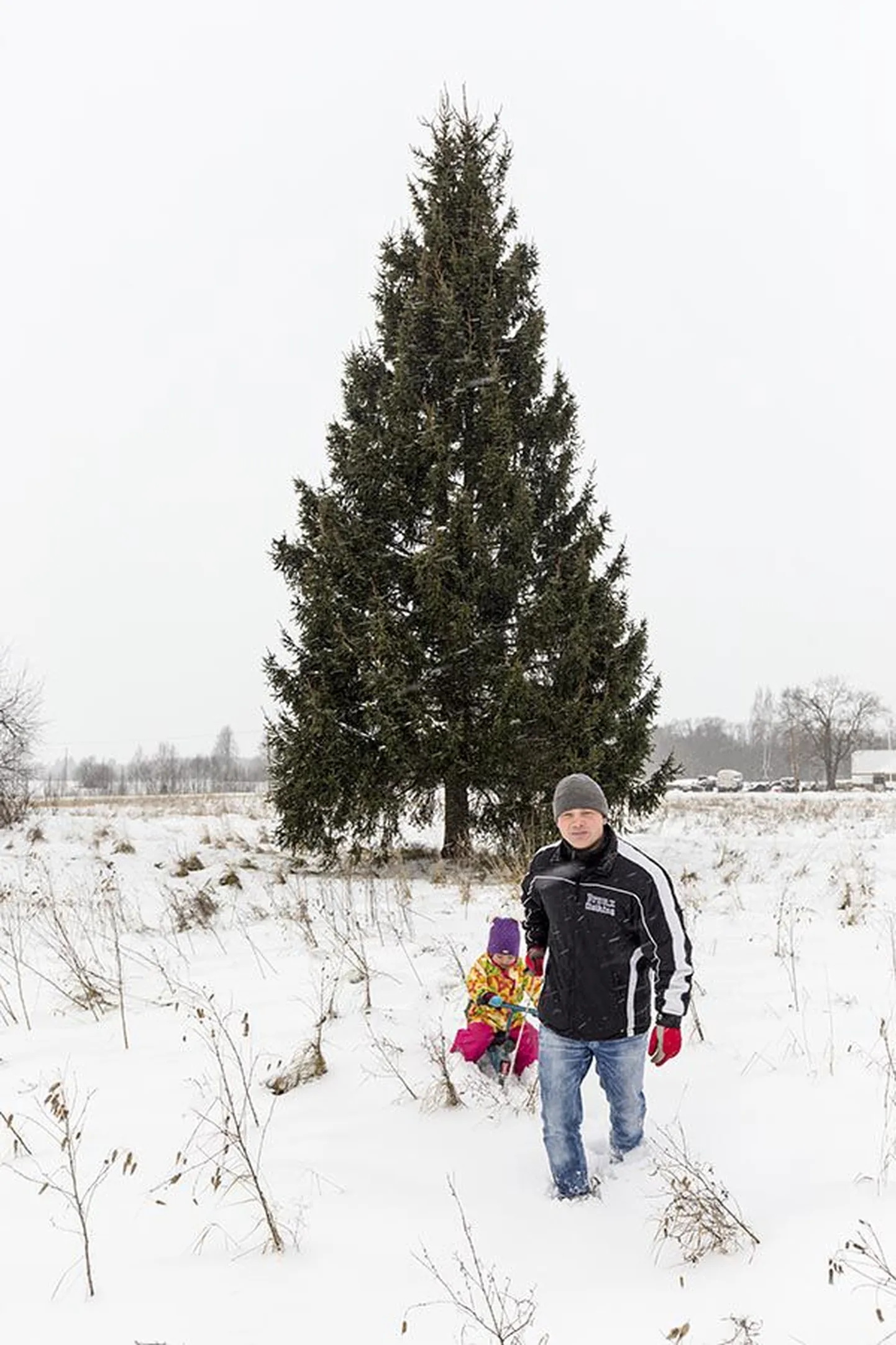 Ilus kuusk paistab kaugelt täiesti tavaline, aga lähemalt vaadates on näha kaks haru, mis saavad alguse umbes kahe meetri kõrguselt. Pildil on ka talu peremees Egon Ibrus ja tema tütar Mirtel.
