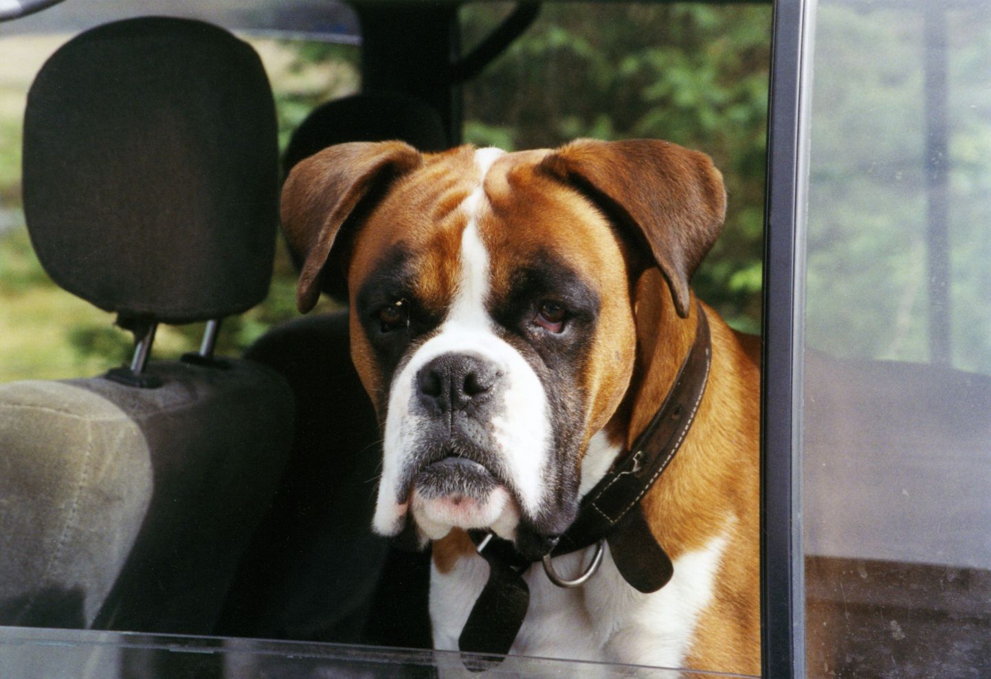 Suvel võib autosse kinni jäetud koer üle kuumeneda.