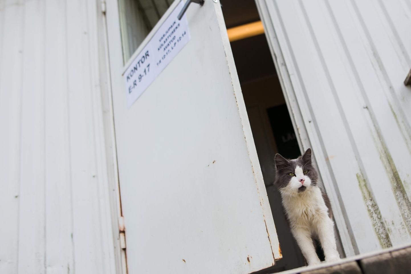 Pärnus püüab loomade varjupaik hakkama saada ehitussoojakutes, kus peremeheta koerad ja kassid saavad kodu leidmiseni olla.