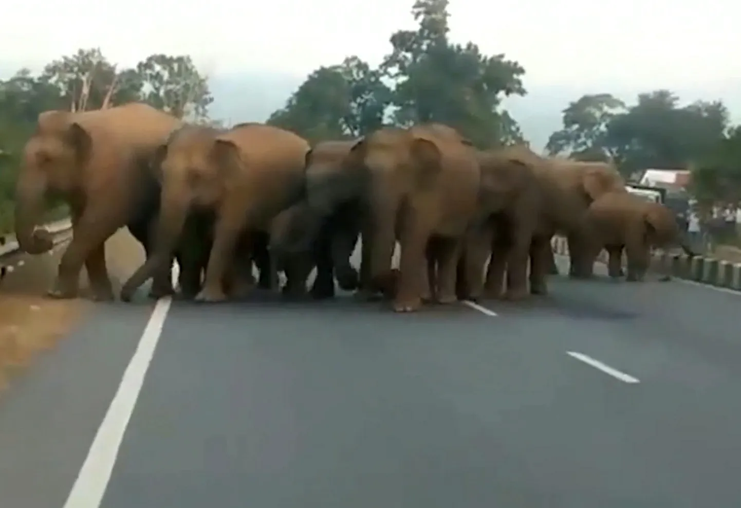 Video grab of the moment motorway traffic was brought to a standstill after a herd of ELEPHANTS crossed the road.See SWNS story SWTRUNK; The family - including a number of baby elephants - wandered on to the highway on its way to the forest. They all collected on the four-lane route after the babies struggled to get over the barricades, leaving baffled drivers with no choice but to wait. The video was taken by motorist Jitendra Tiwari who was travelling on Highway 33 in Ramgarh in Jharkhand state in India on Wednesday.