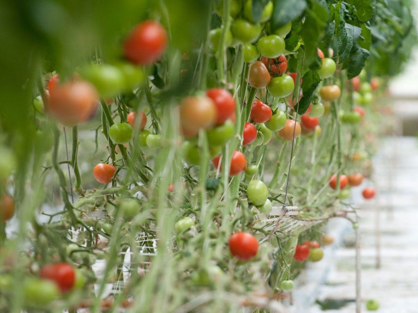 Первые помидоры снимите с веток бурыми, это ускорит созревание плодов.