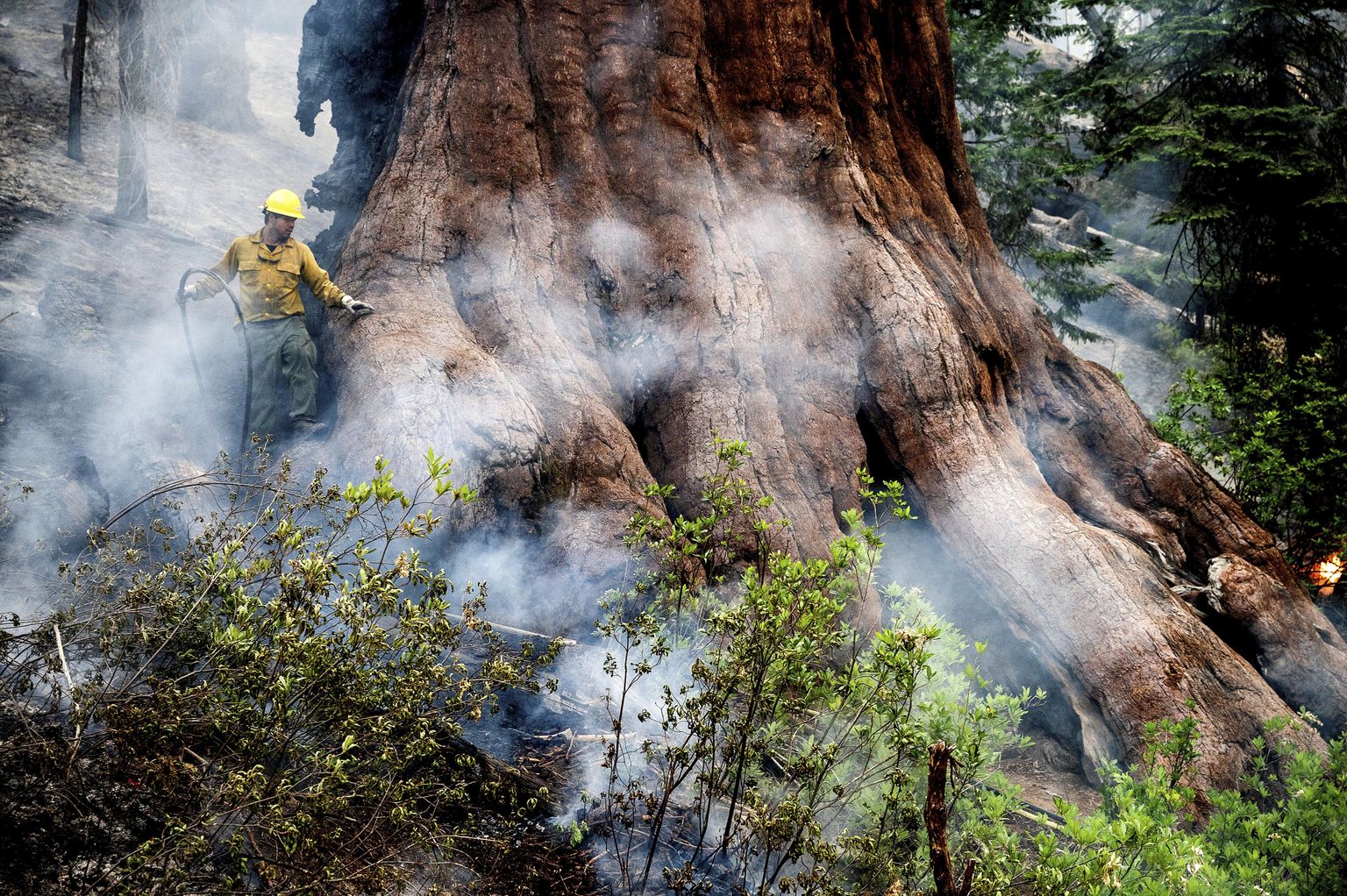 USA-s Californias Yosemite rahvuspargis on metsapõleng, mis ohustab maailma ühtesid vanemaid ja kõrgemaid puid sekvoiasid
