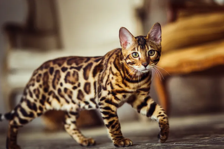 Bengali kass