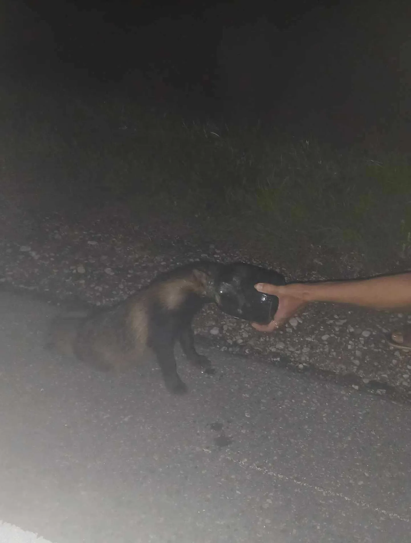 Hätta sattunud kährik Pärnu–Rakvere–Sõmeru maanteel.