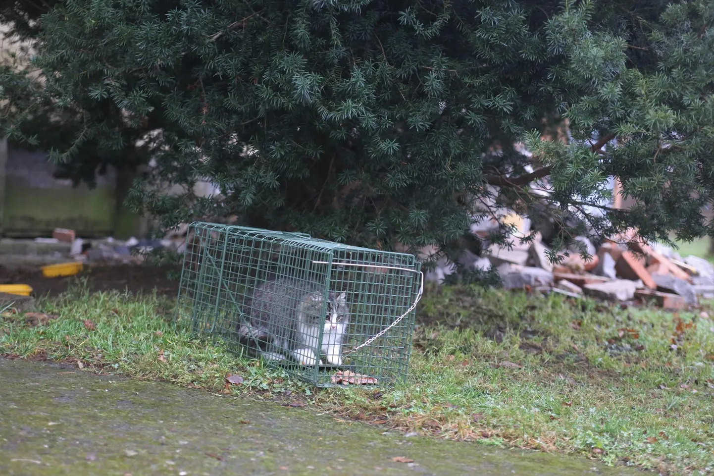 Näljane kassike tuli püünisesse ühe minutiga. Kui ta tabas, et on sattunud puuri, oli ta ehmunud. See kassike oli viimane, kes püüdmispäeval Rannu külas püüti.