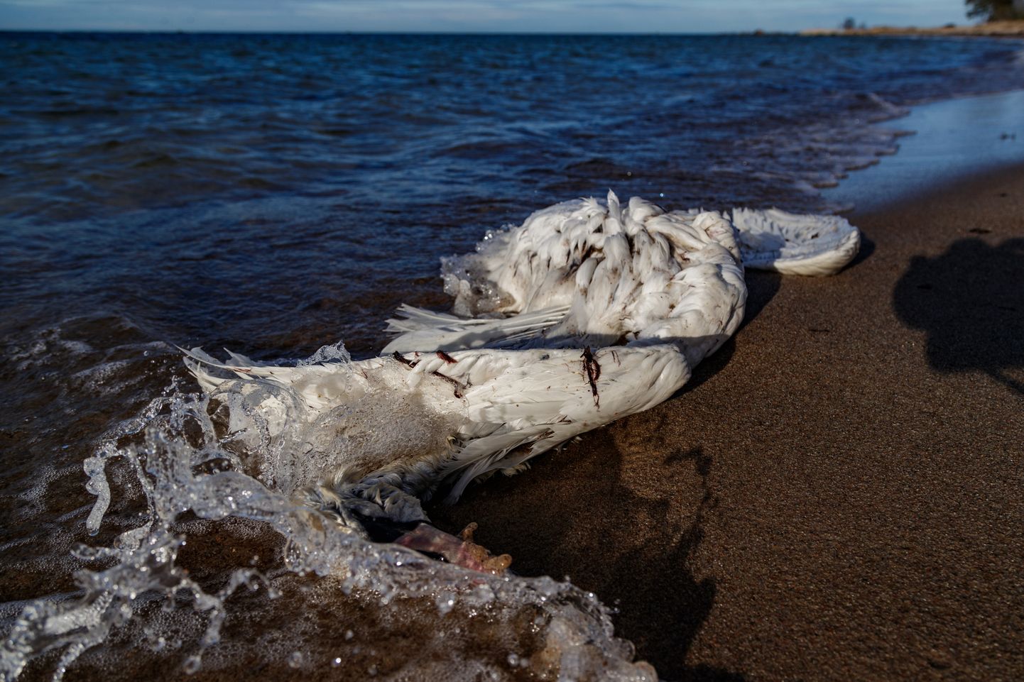 Linnugripi kahtlusega surnud luik Meremõisa rannas.