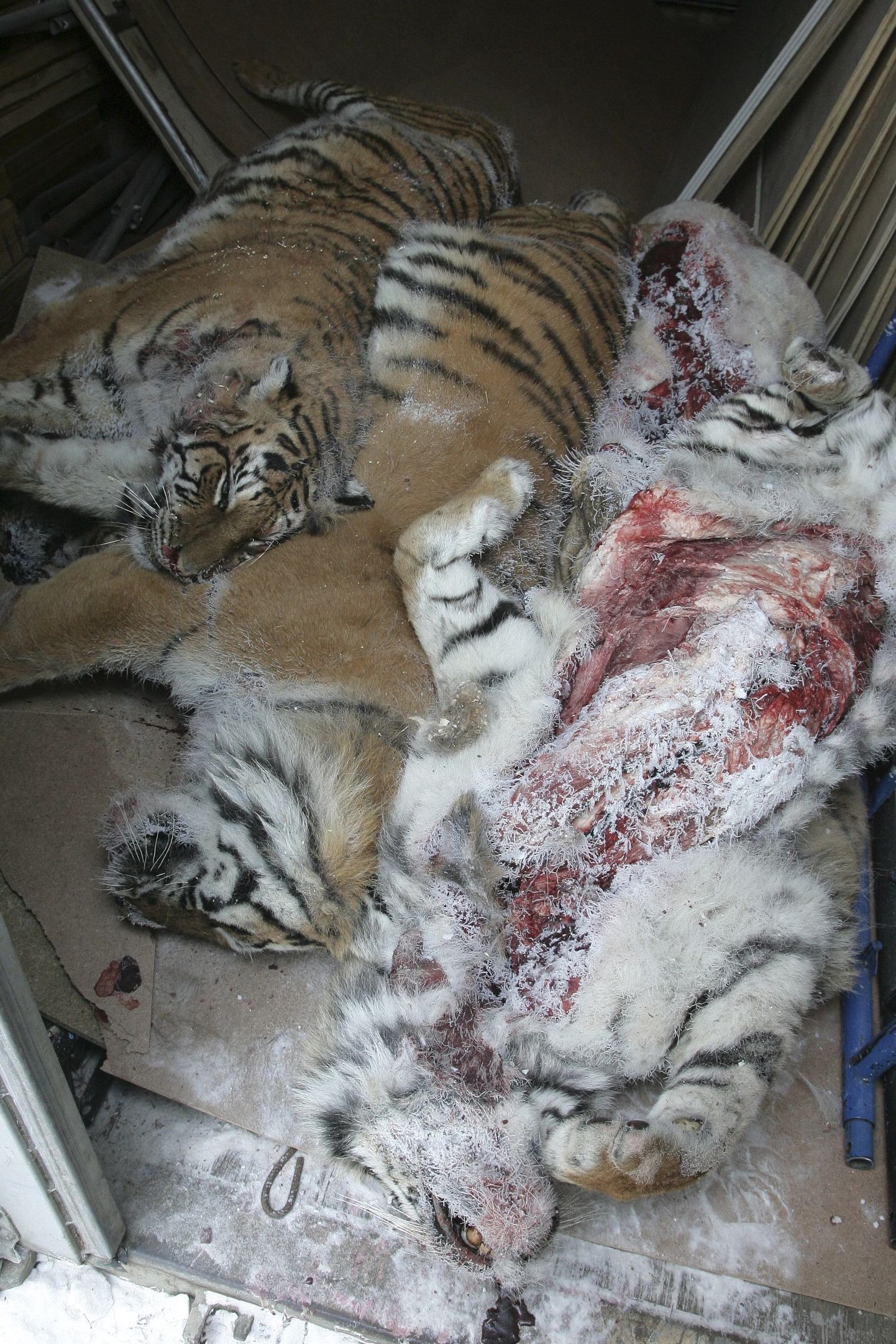 Vene tsirkuse lõvi ja kaheksa tiigrit hukkusid