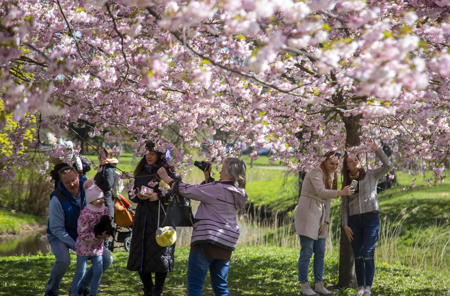 Cilvēki fotografējas pie ziedošām sakurām Uzvaras parkā.
