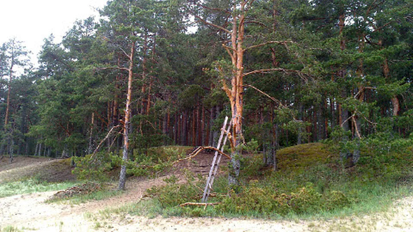 Käbijahtija, kes Kauksi telkimisala rannamändide oksi saagis, ei vaevunud isegi redelit kaasa viima.