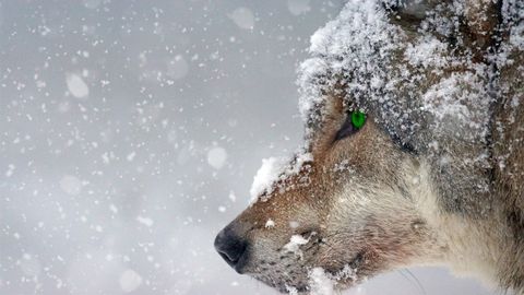 На юге Эстонии разрешили отстрелить еще семь волков