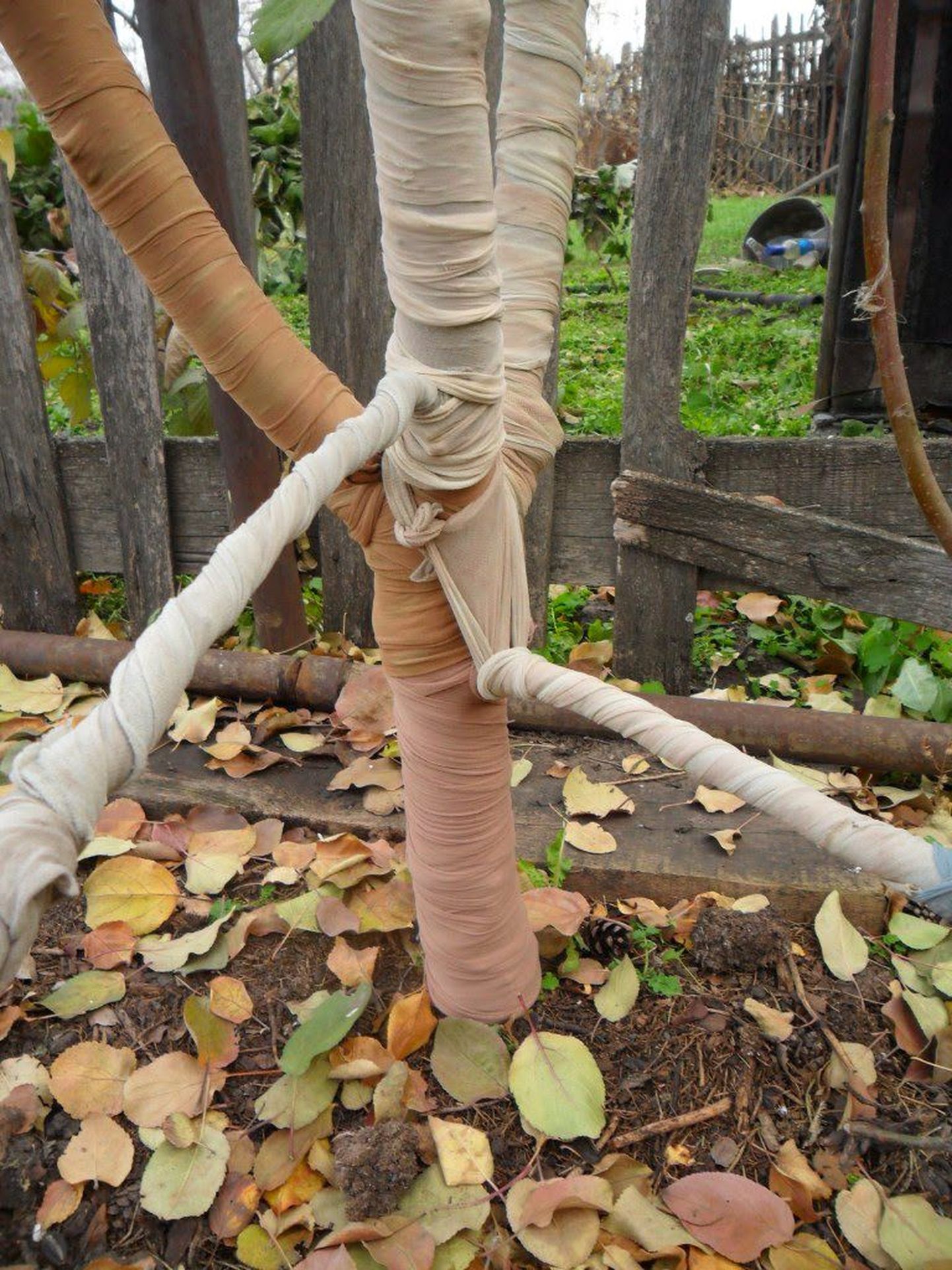 Дерево в чулках – оригинальный способ защитить его в зимнее время от грызунов.