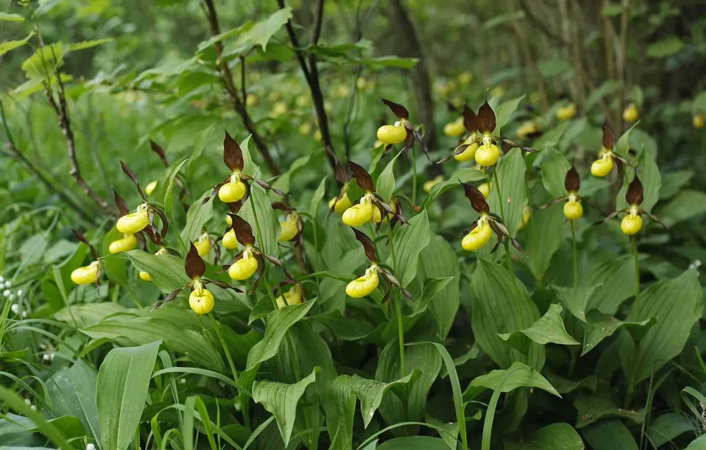 kaunis kuldking (Cypripedium calceolus)