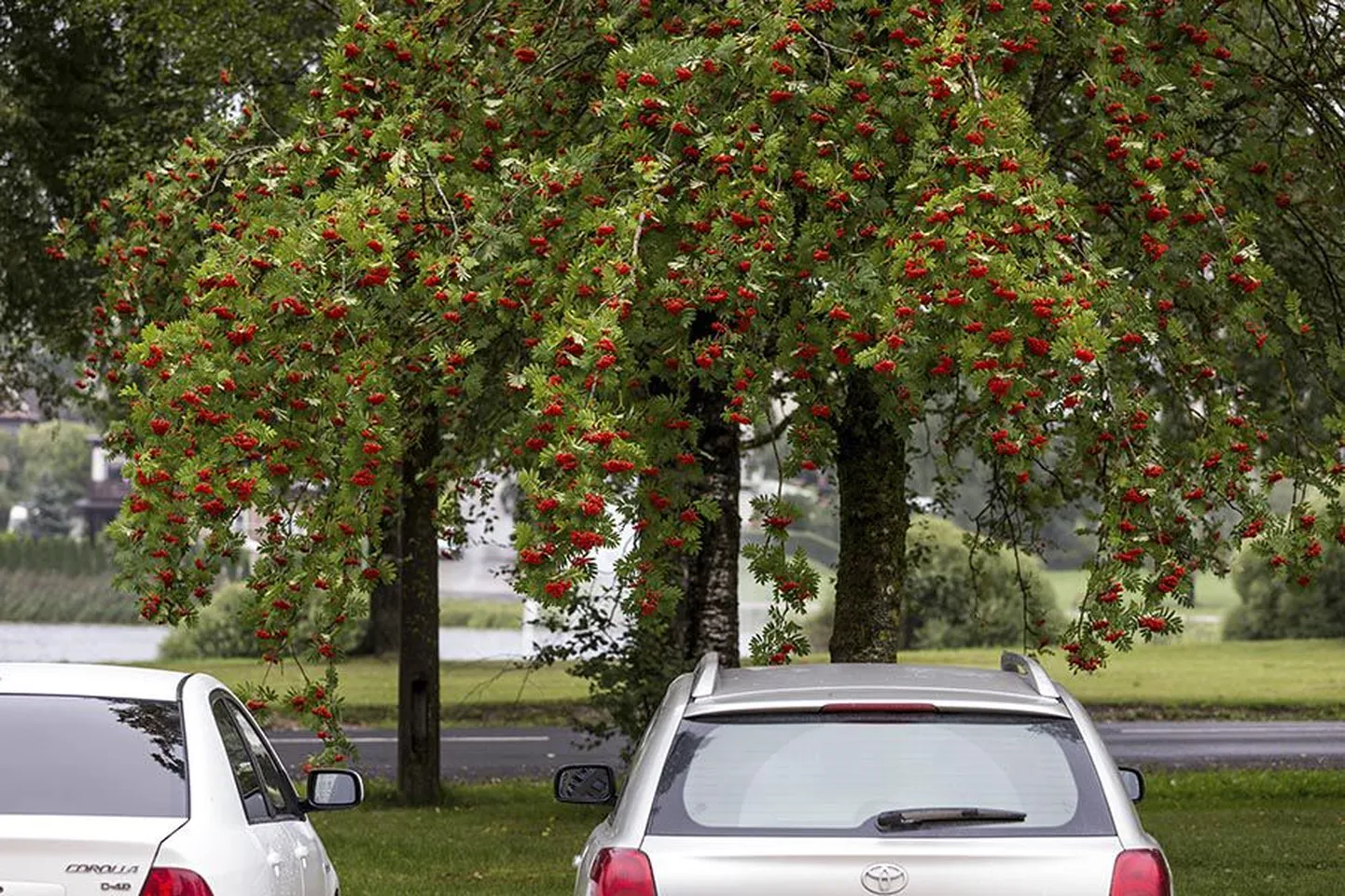 Viljandis Kagu tänava ja Valuoja puiestee nurgal paistavad pihlakad praegu silma lopsakalt punetava saagi poolest. Pihlakas on olnud viljaküllane viimased kolm aastat.