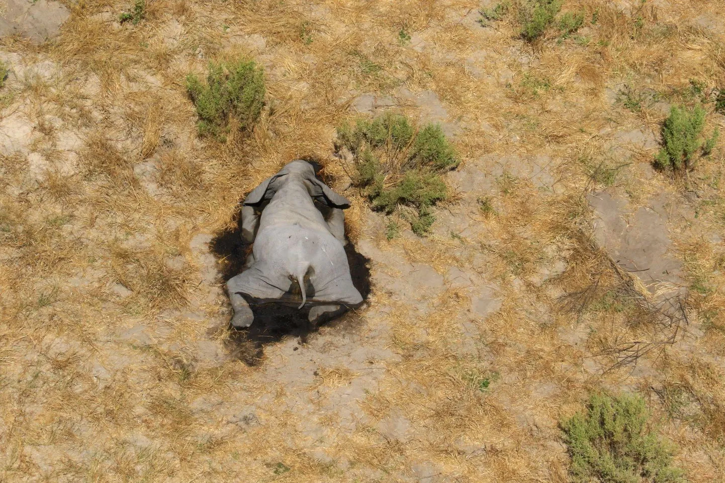 Botswanas Okavango deltas veesilma ääres surnud elevandi korjus. Piirkonnas on viimasel paaril kuul seletamatul põhjusel surnud mitusada paksunahalist.