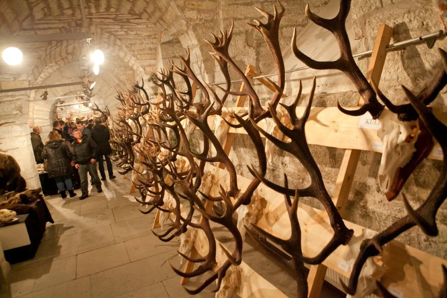 Saaremaa muuseumis tutvustati jahitrofeesid.