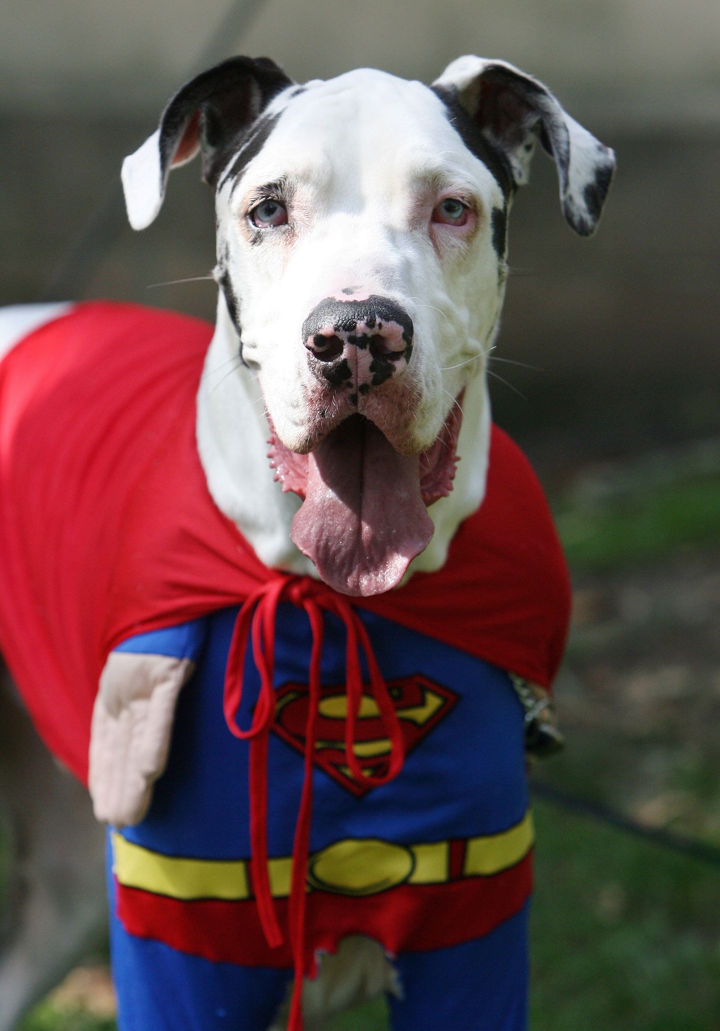 Supermani kostüümi kandev koer