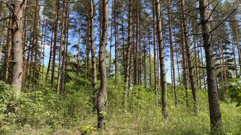 Эстонских лесовладельцев гложет подозрение о гигантском надувательстве