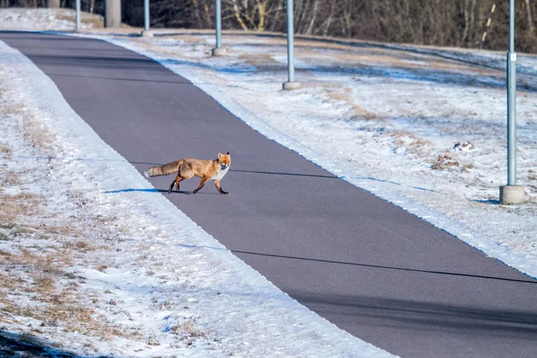 Rebane Valga linnas Tartu tänava kandis.