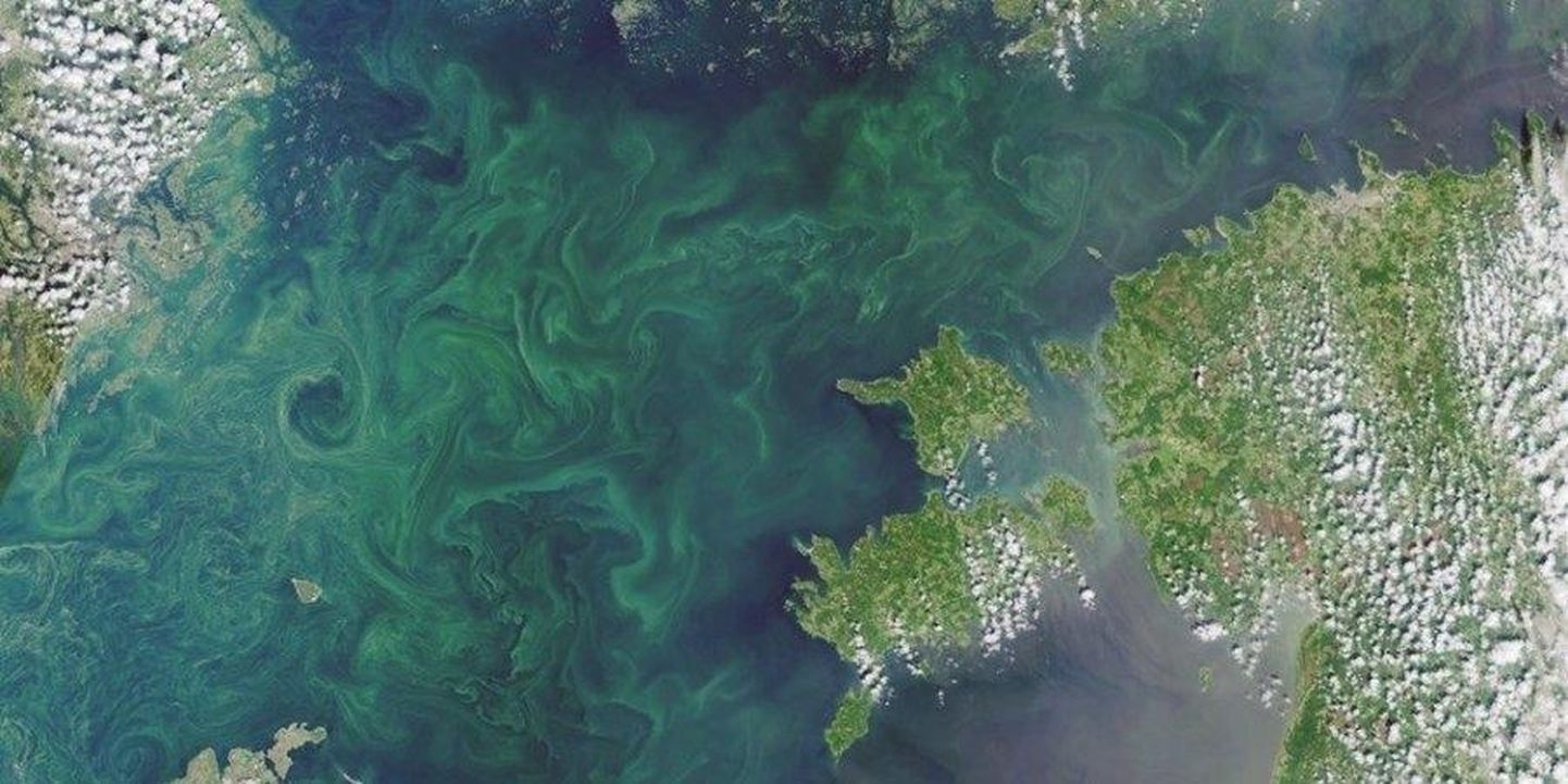 Läänemeres vohavad sinivetikad. Satellidifoto: 19.07.2019 / Sentinel 3