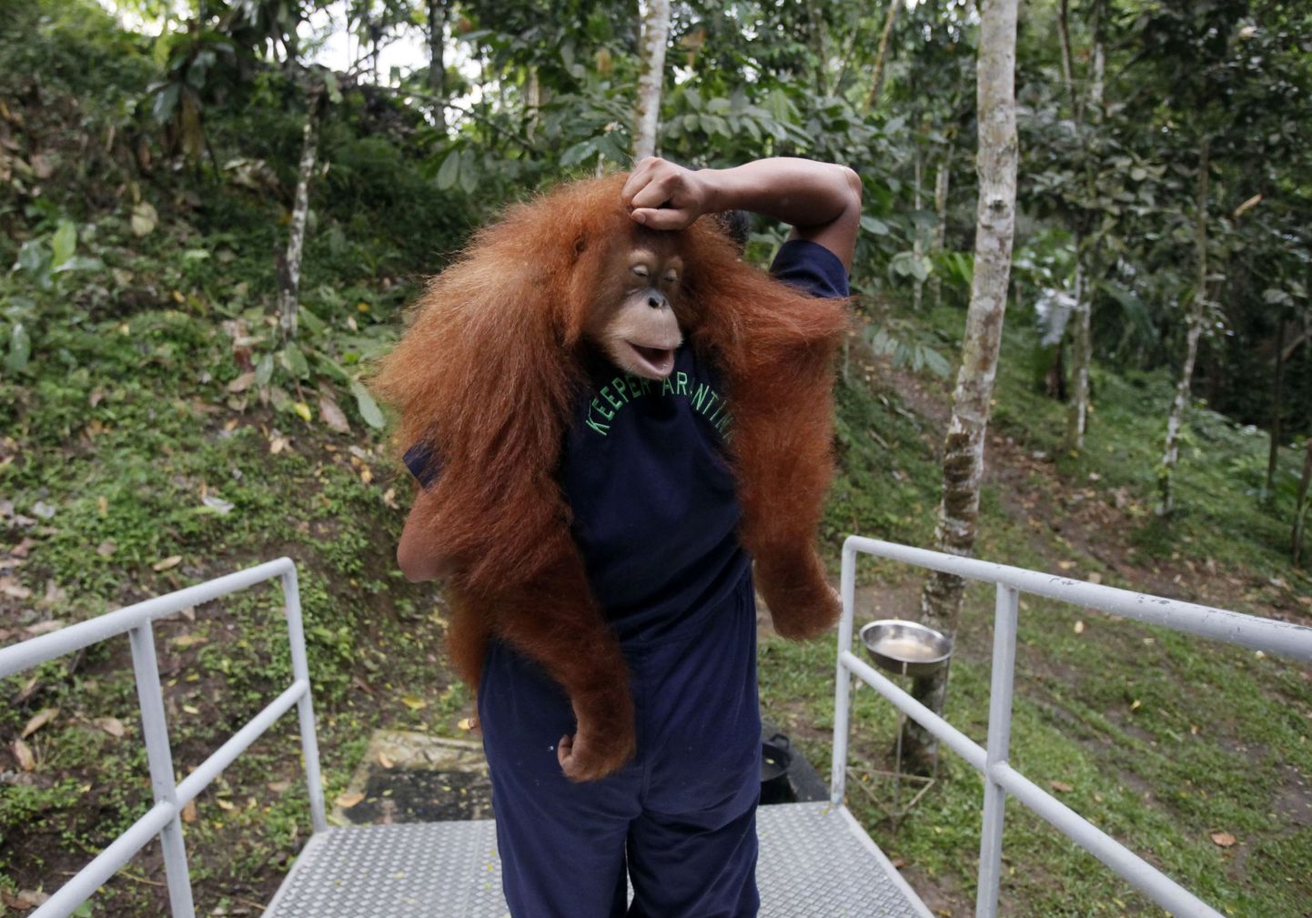Orangutani loodusesse tagasi viimine.