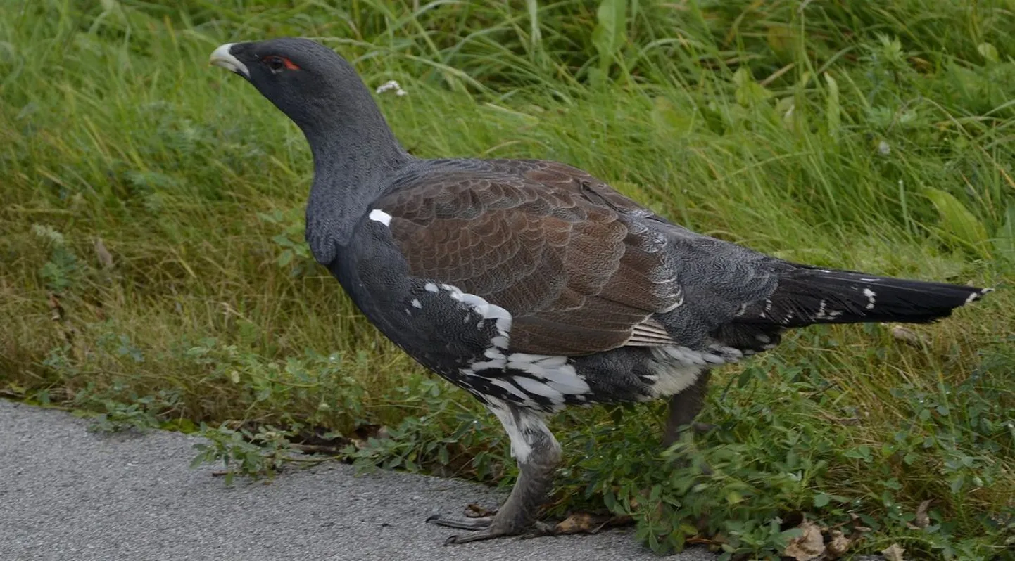 Metsis kõndis kergliiklusteel.