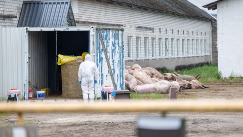 Mahelukomisjon za večji odstrel divjih prašičev zaradi afriške svinjske kuge