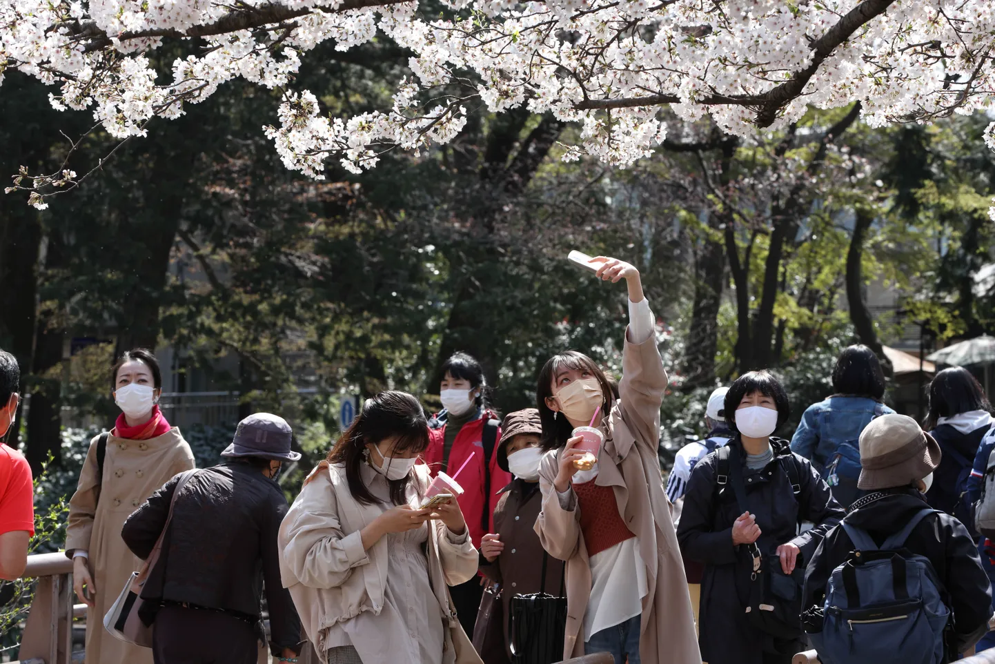 Jaapani naised Tokyos traditsioonilisel kirsside õitsemise ajal, 26. märtsil 2021. aastal. Kirsid õitsevad Jaapanis ära üha kiiremini ja neid ähvardab välja suremine puid ohustava haiguse leviku tõttu.