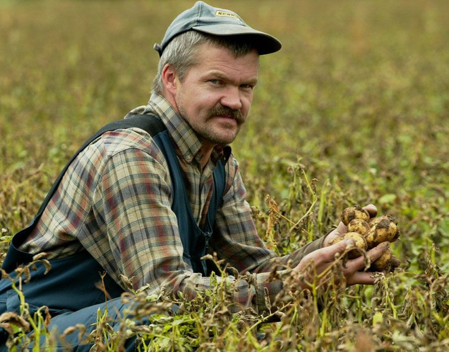 Sirevere põllumees Gustav Põldmaa valis oma kartulile liivasemad põllud ja loodab vaatamata vihmale head saaki.