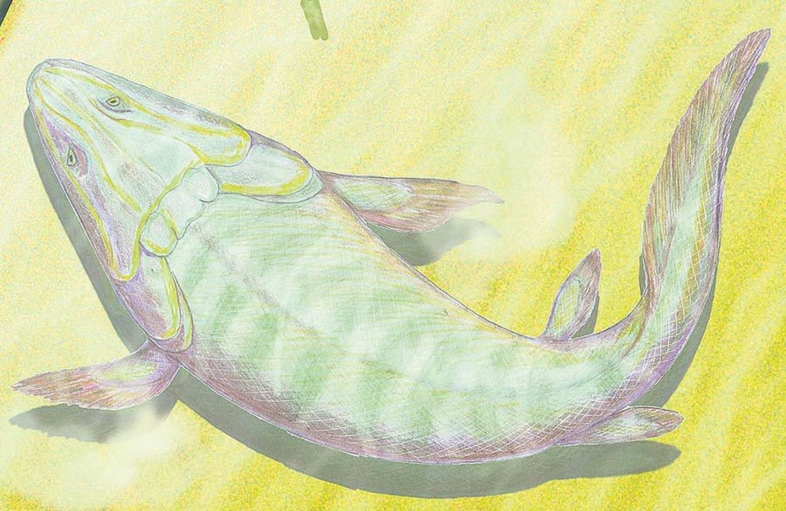 Kunstniku kujutluses näeb Devoni ajal Eesti, Läti ja meie naaberalade kohal lainetanud troopikameres elanud Panderichthys välja niisugune. Raske uskuda, kuid väga kaugelt on see kala meile sugulane.