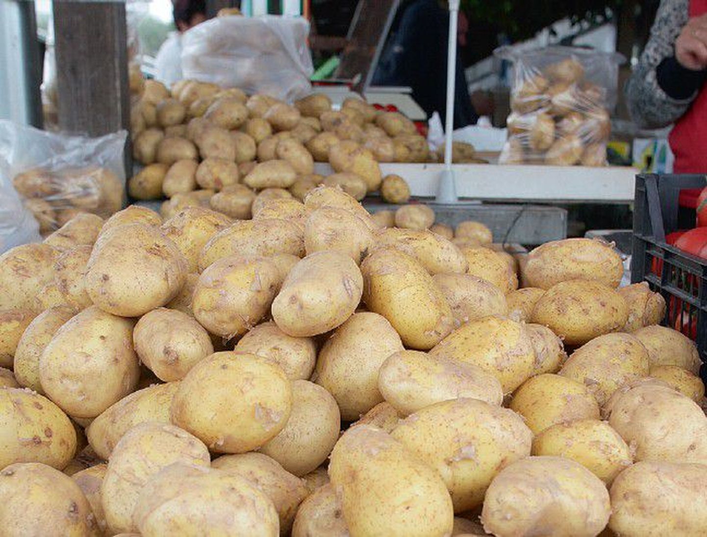 Eesti kartuli kõrge omahind võrreldes importkartuliga paneb väiksemad kasvatajad eriti keerulisse seisu. See on ka üks põhjuseid, miks mitmed väiksemad kasvatajad on kartulikasvatusest loobunud.