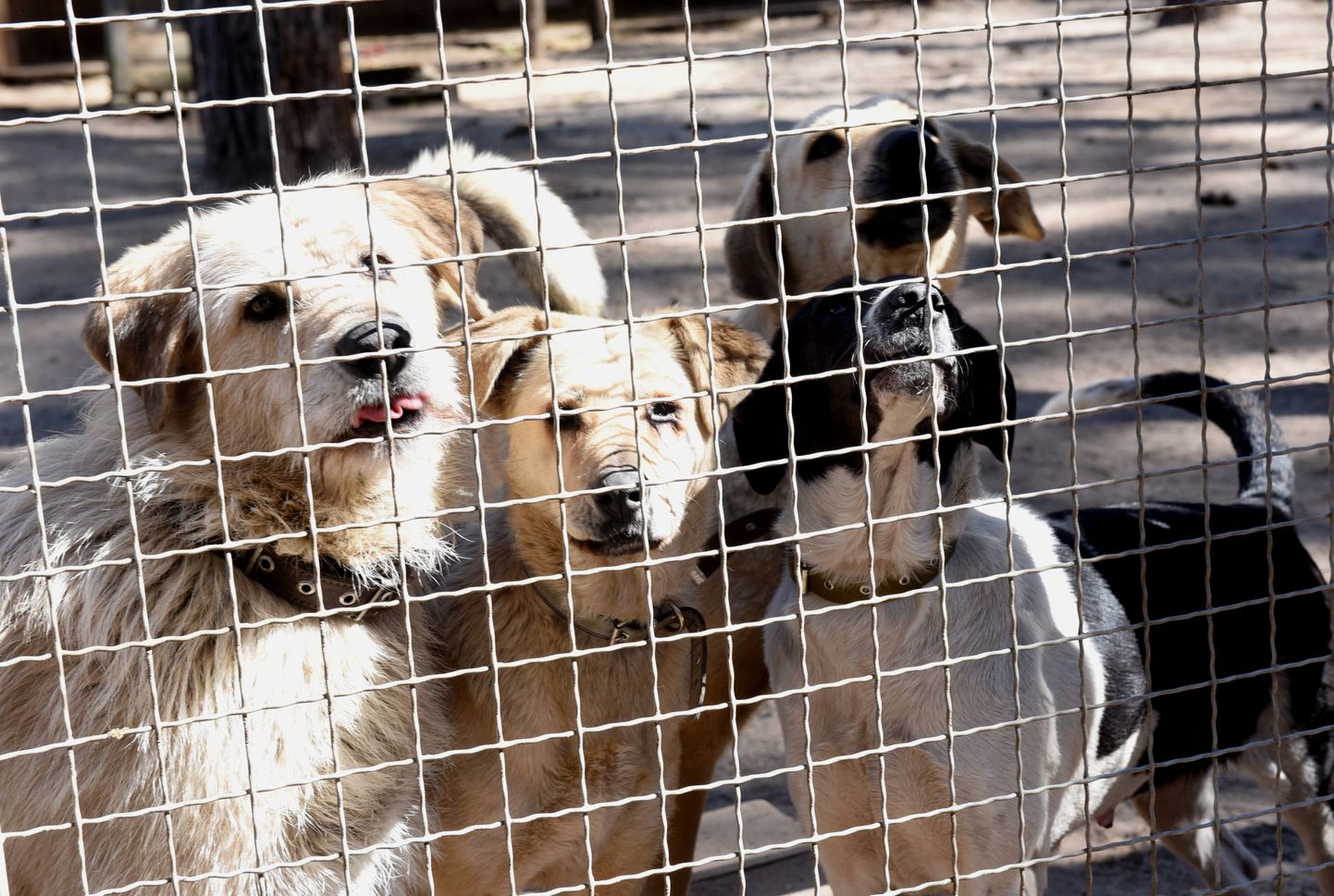 Собаки в приюте для животных Ulubele.