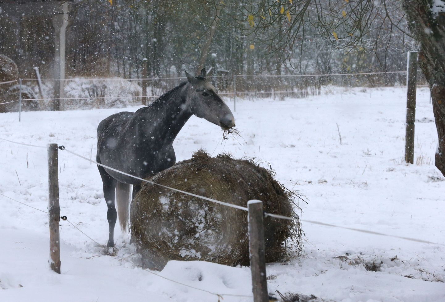 Tamme Talu hobune talvel heina näksimas.