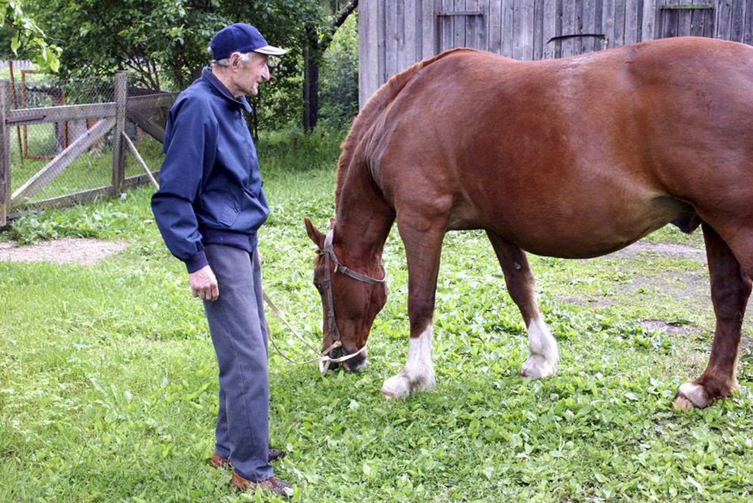 Tudus elavale endisele metsavahile Rudolf Miilole on hobused sõbraks ja abimeheks olnud terve elu.