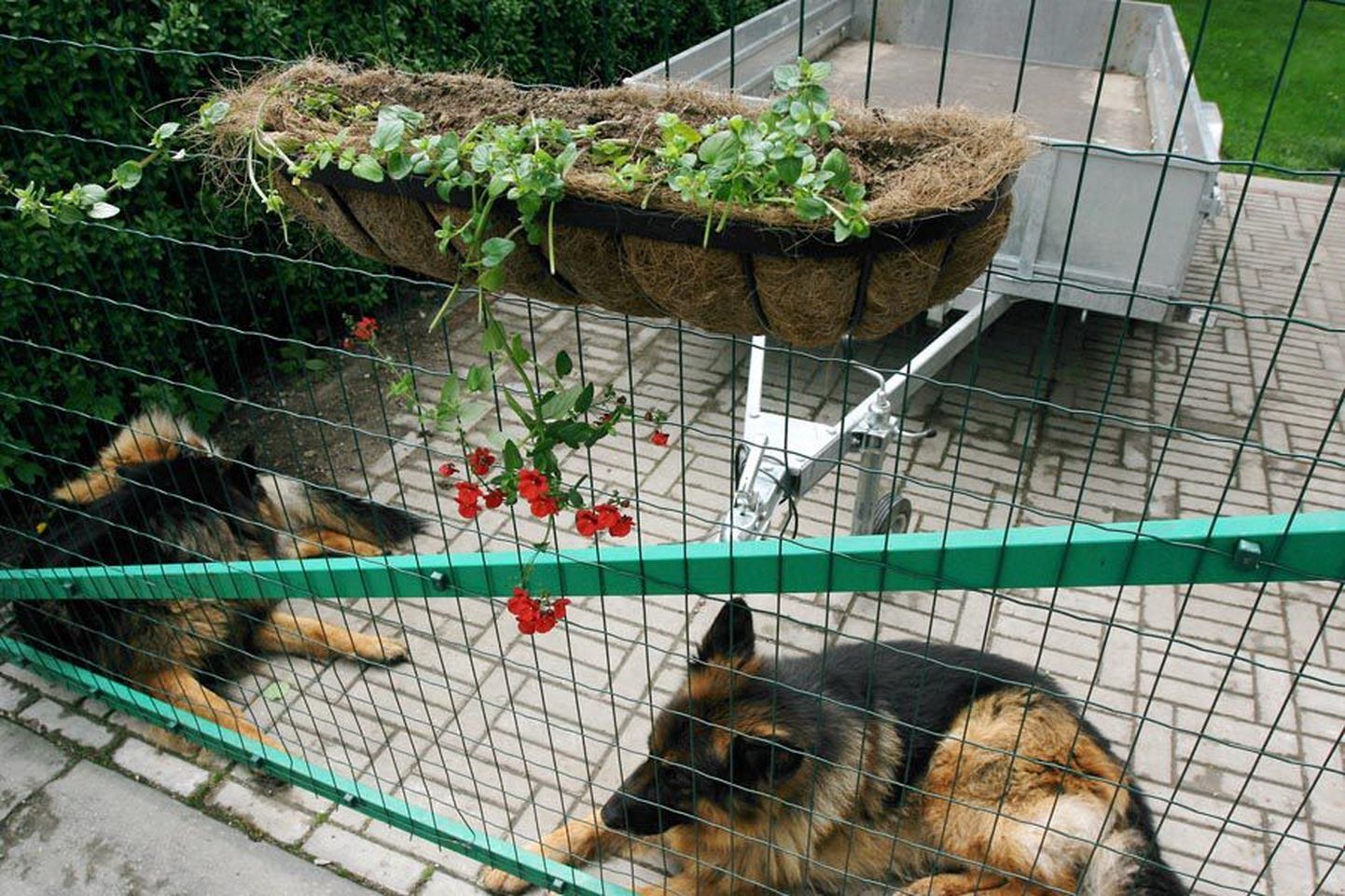 Kaks aias olevat koera veedavad öö maja taga aias, seepärast ei saanud ka nemad majarahvale lillerüüstajatest teada anda.