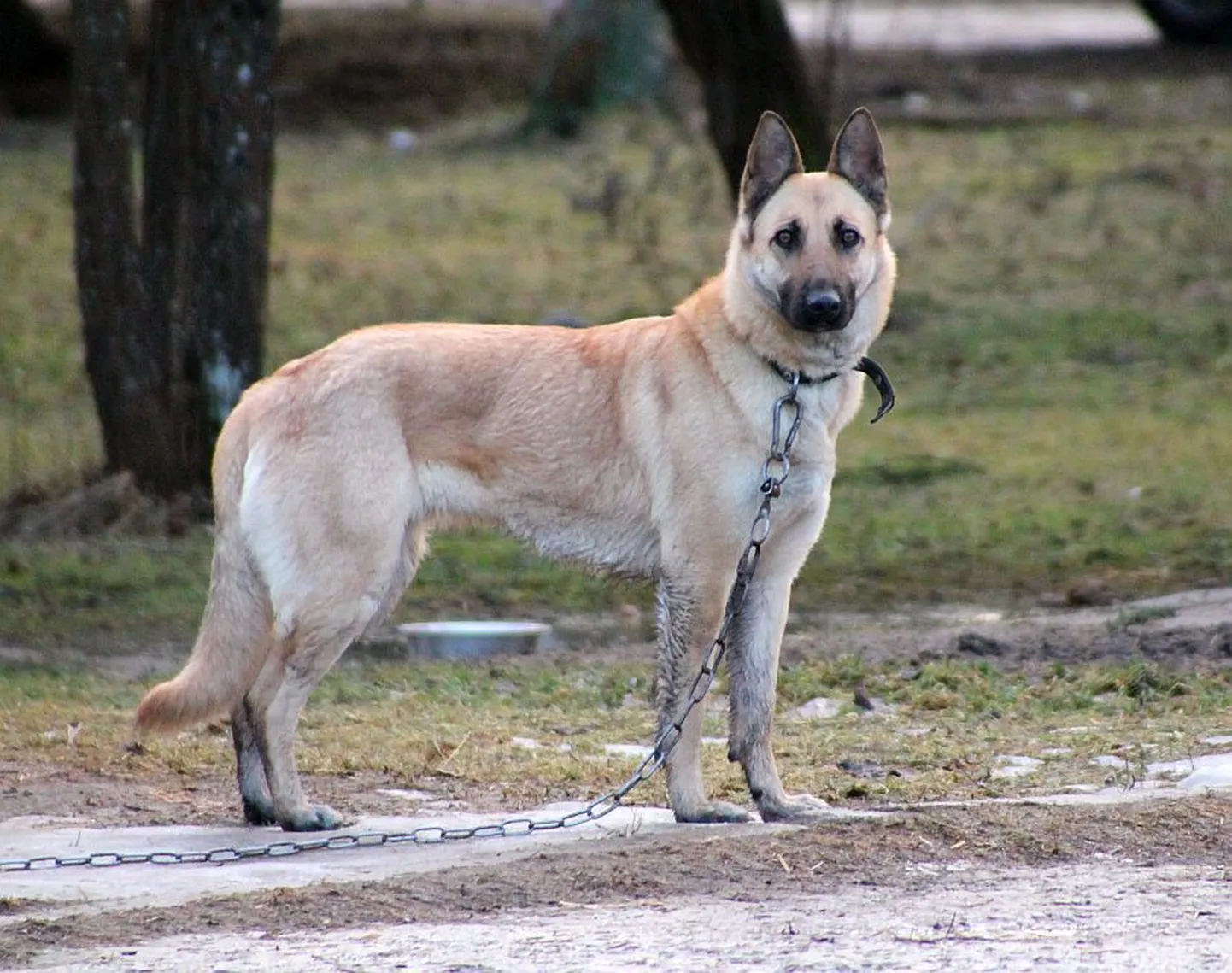 Jolli.