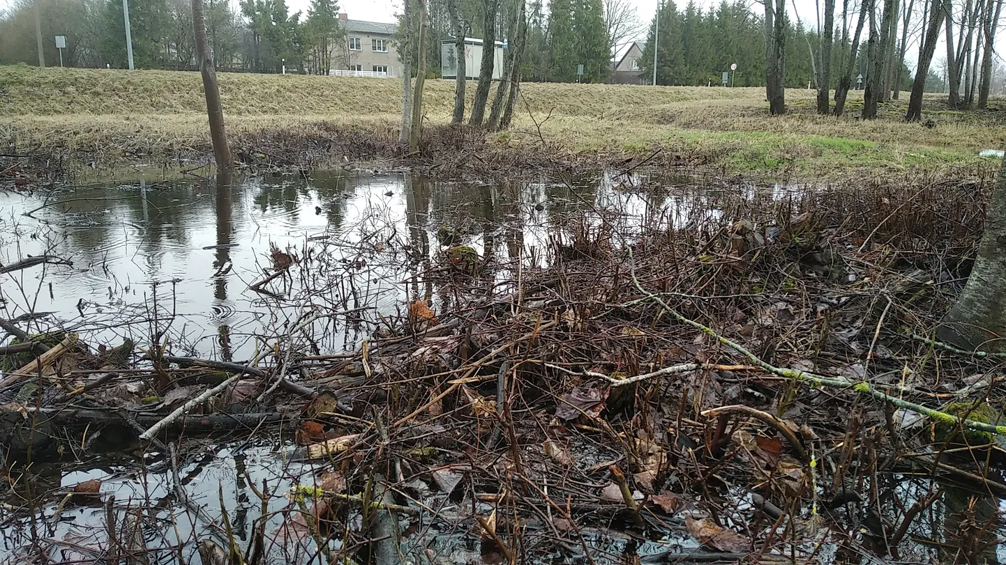 Pärnu jõgi ajab üle kallaste.