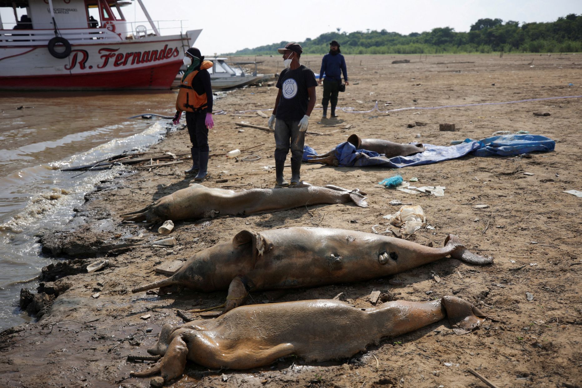 Brasiilia Mamiraua instituudi teadlased koguvad Tefé järvest kokku surnud jõedelfiinide korjuseid.