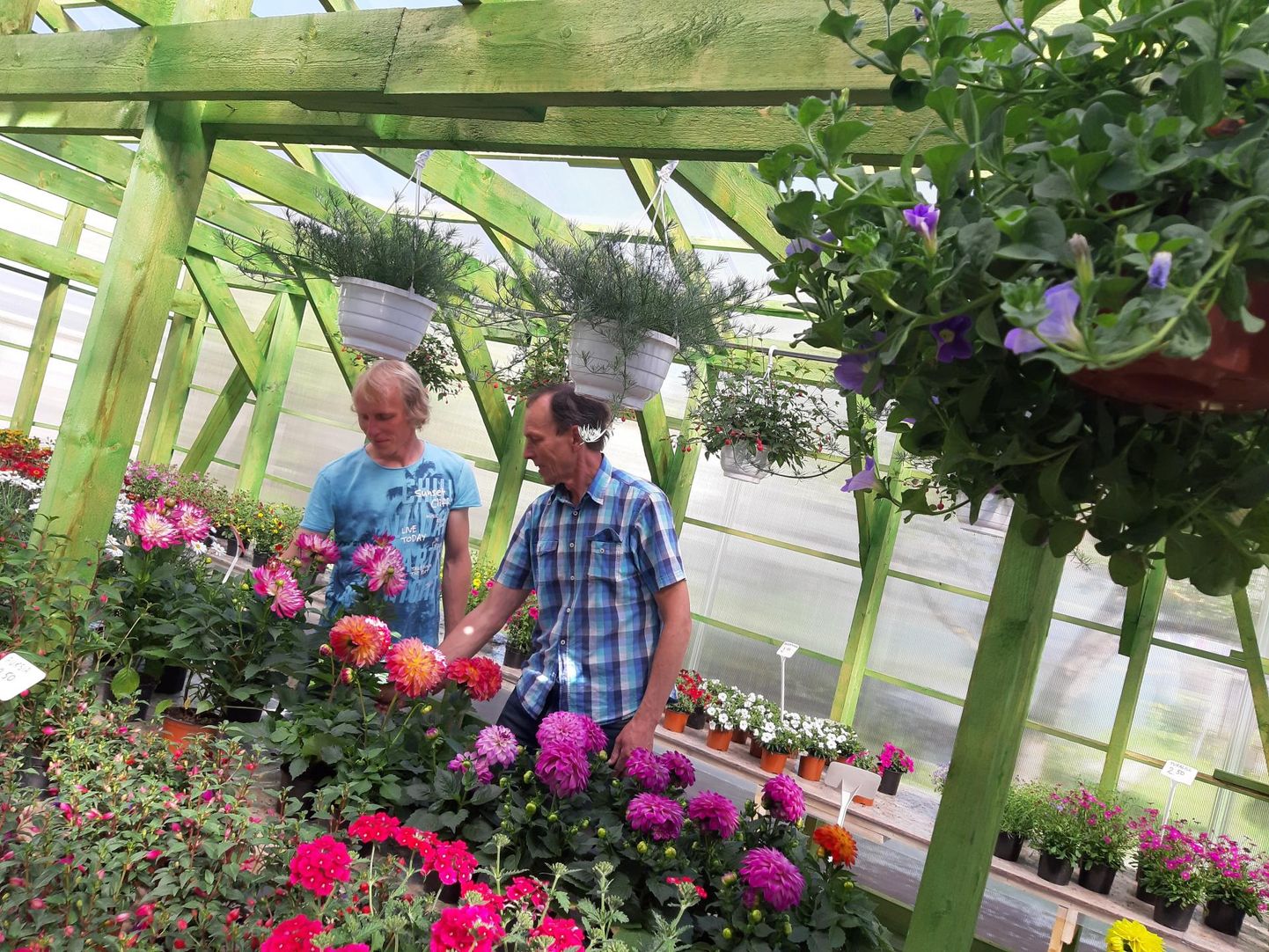 Andreas ja Aivo Kajastu käisid varasematel aastatel lilli laatadel müümas, kuid väsisid sellest raskest tööst ja ehitasid oma kätega Andrease Aiandile uhiuue müügikoha.
