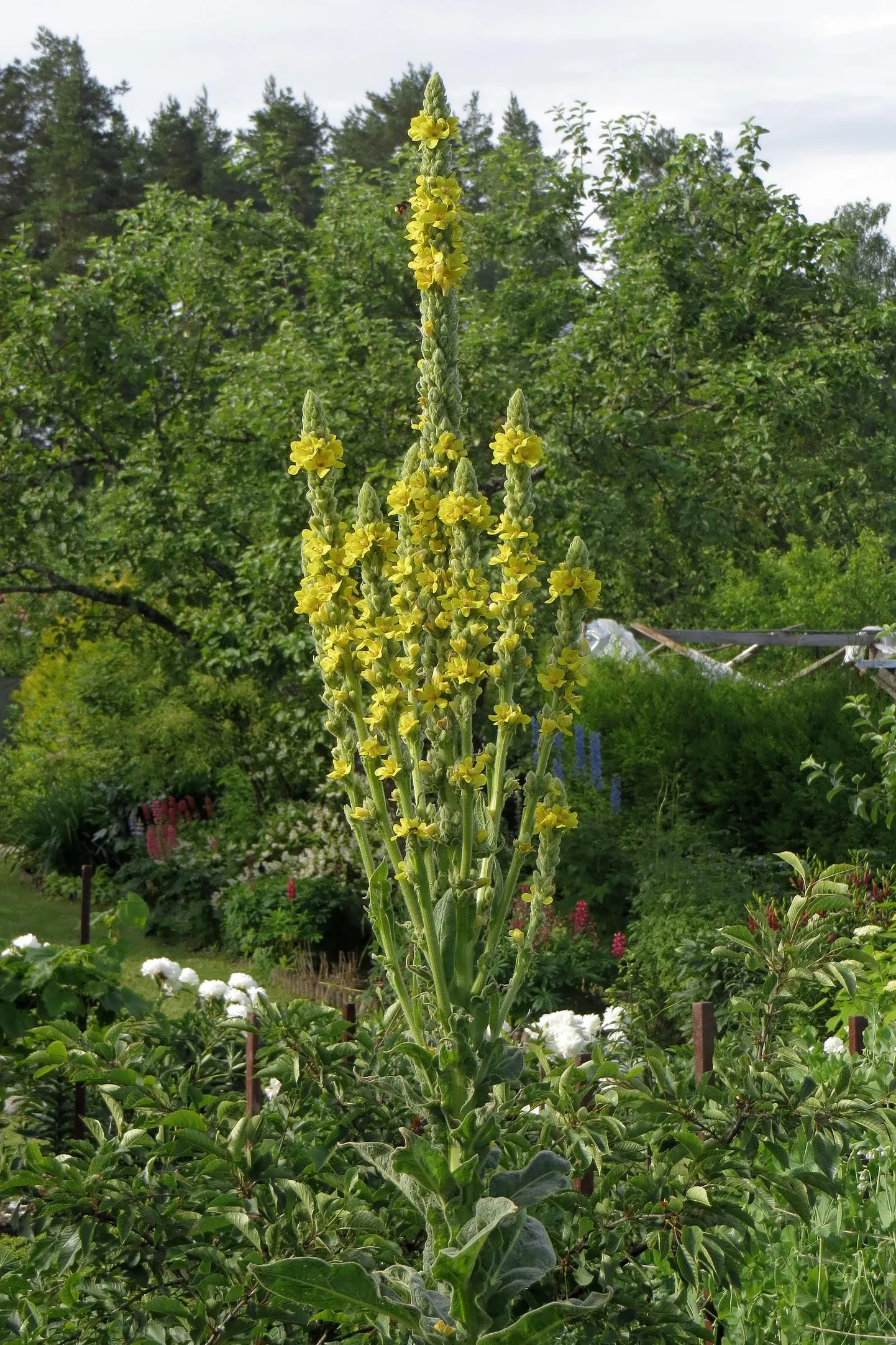 üheksavägine