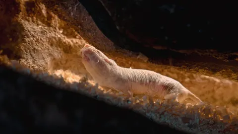 Chemical signal grants sole reproductive power to naked mole-rat queen