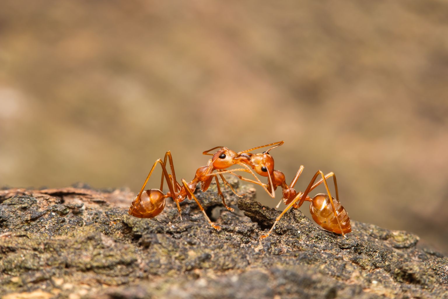 Sipelgate trofallaksis, mis on osaliselt seeditud toidu andmine koloonia teistele liikmetele