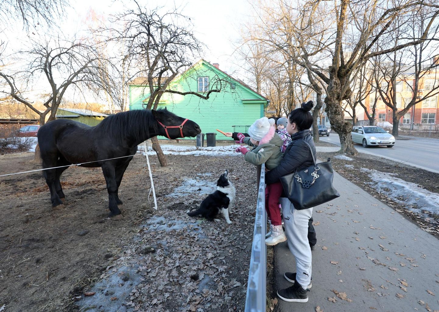 12.03.2024, Tartu
Puiestee tänaval elab hobune Hermon.
Foto Sille Annuk, Tartu Postimees