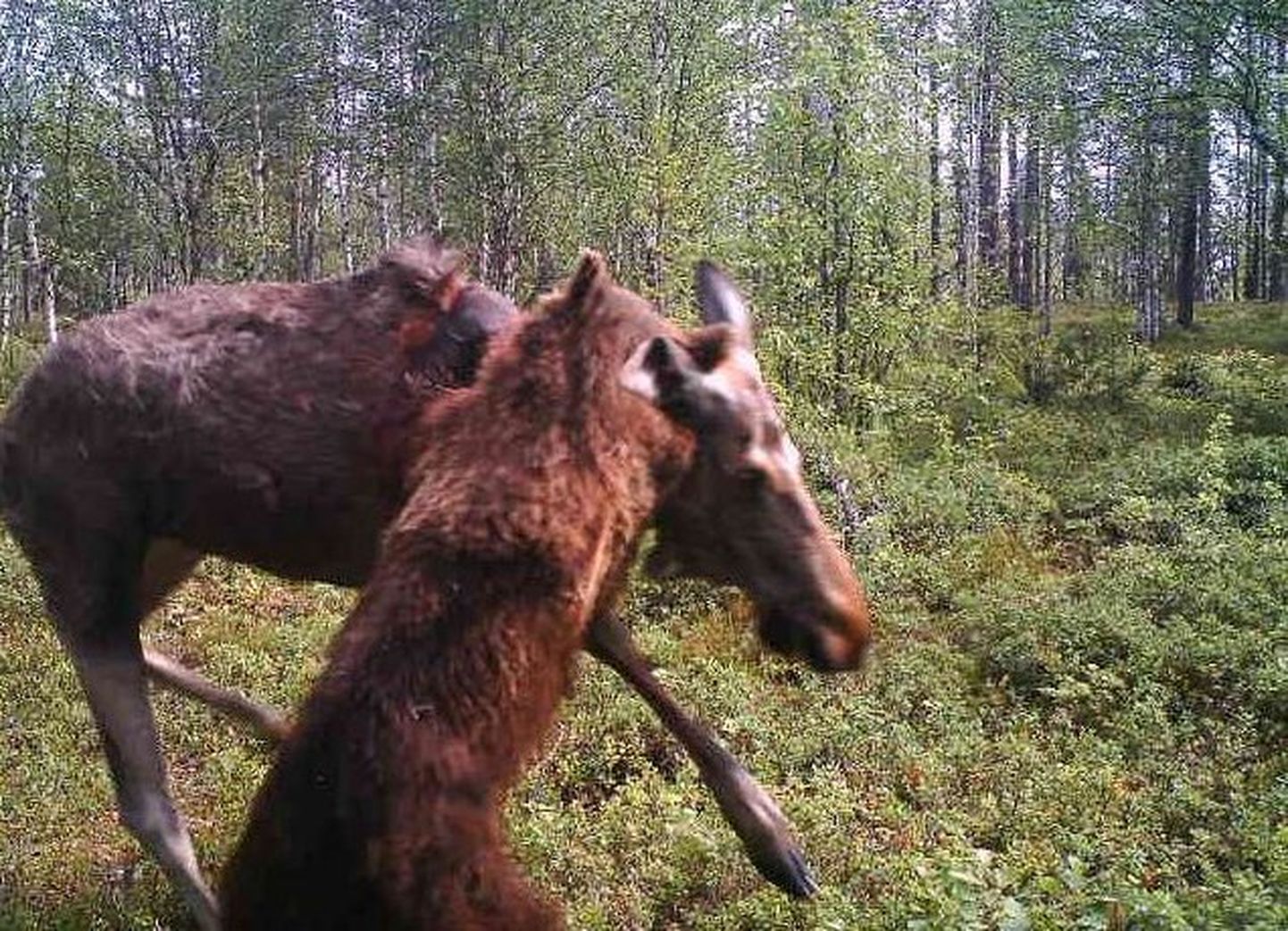 Медведь напал на лося на российско-финляндсой границе.