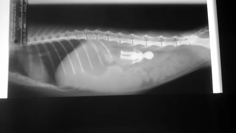 Viiekuuse kassipoja kõhust leiti lapsele kuuluv tulnukakujuline mehike. Foto: Veterinary Practice News / Caters News